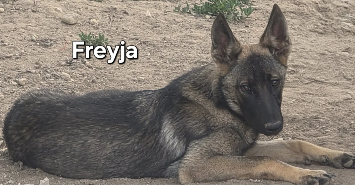 Freyja