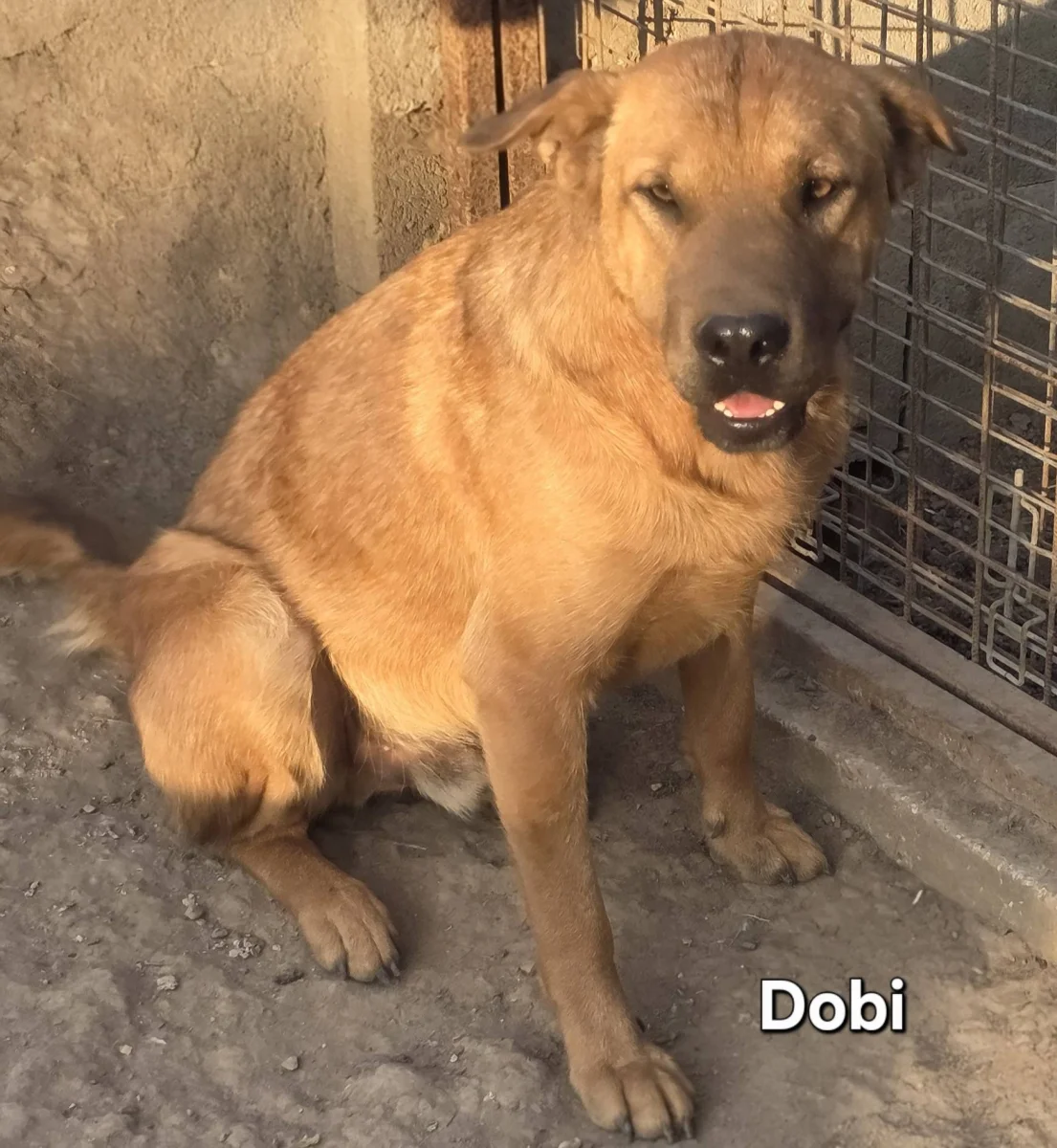 Dobi