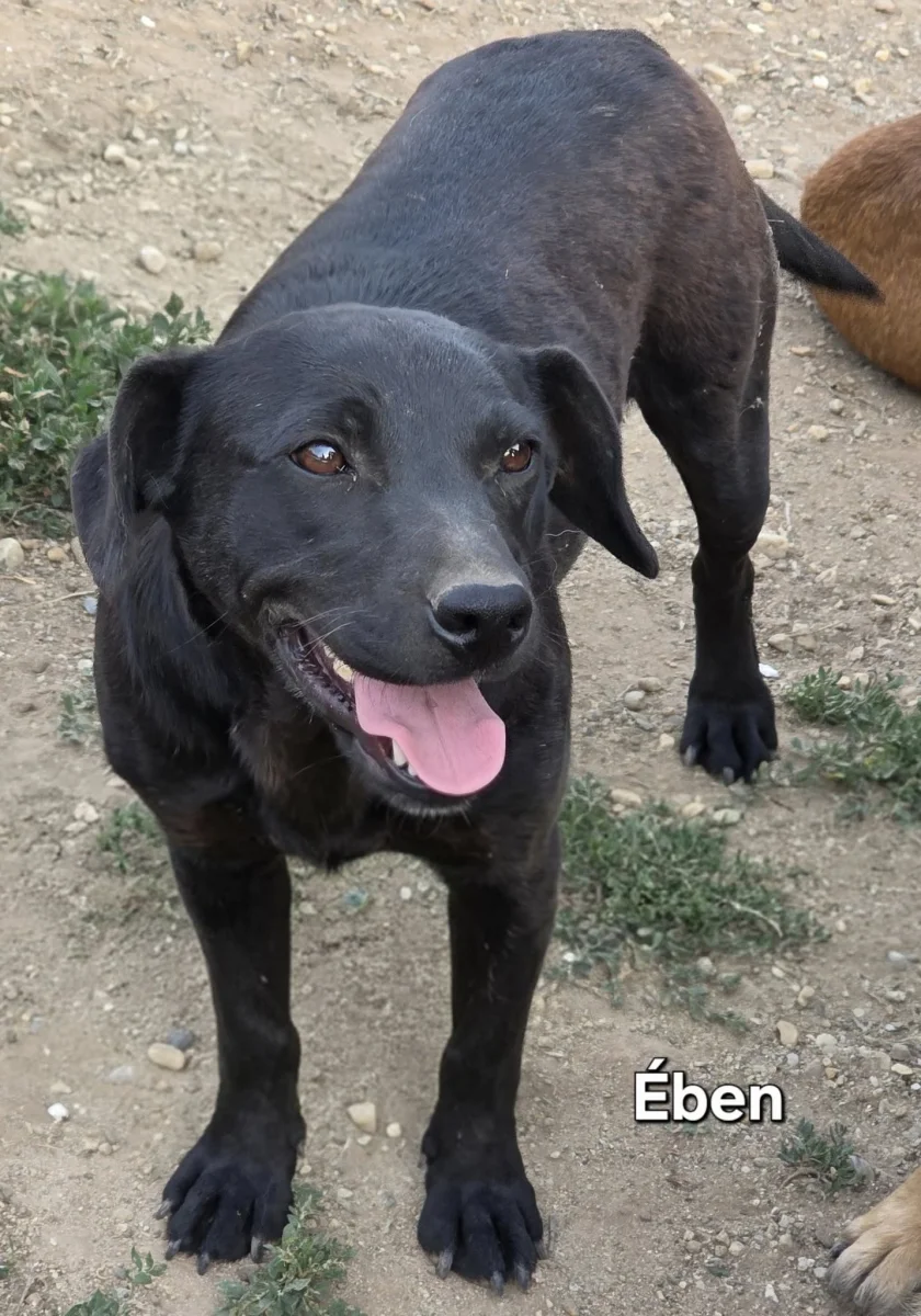 Ében