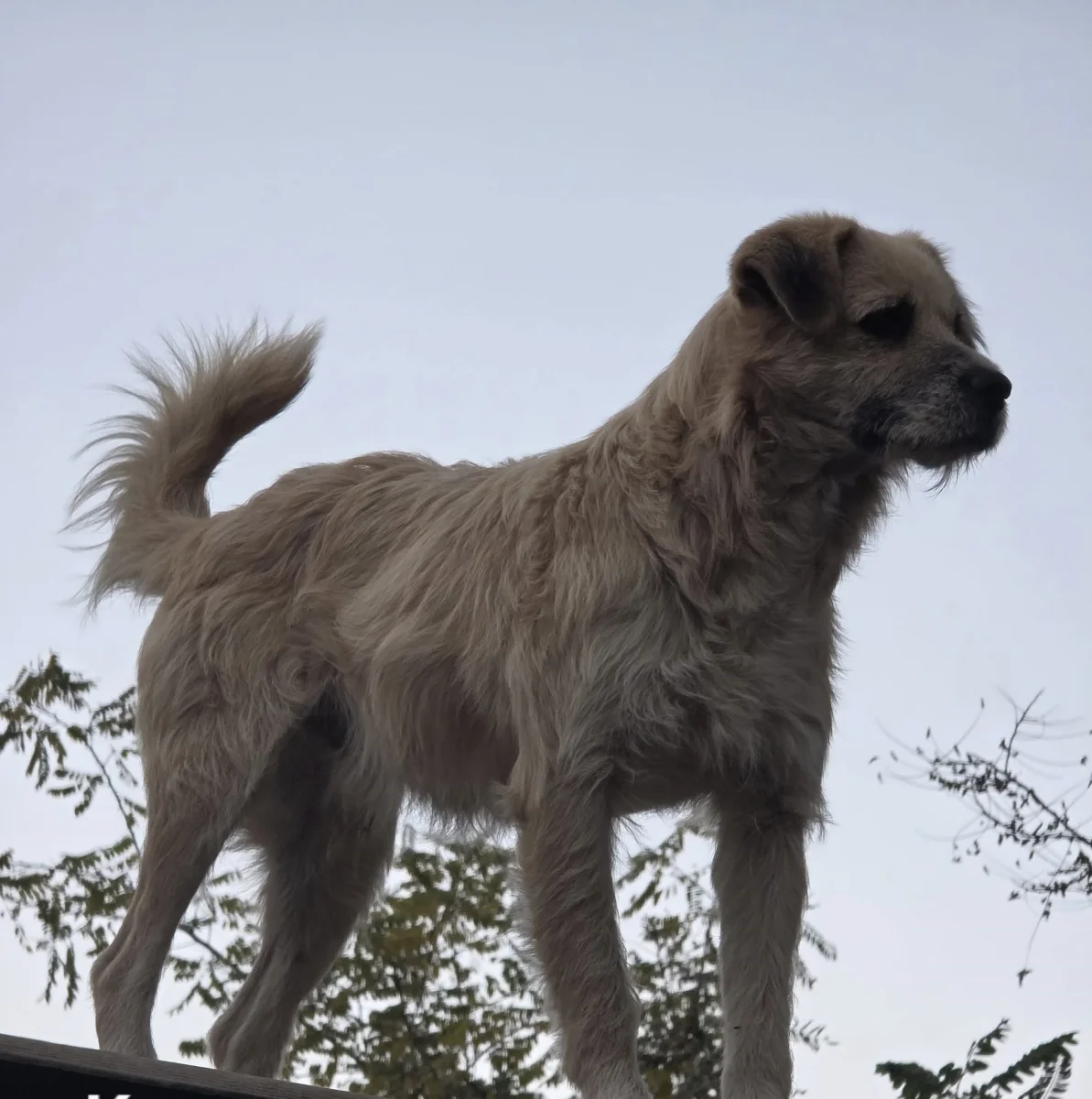 Kormos
