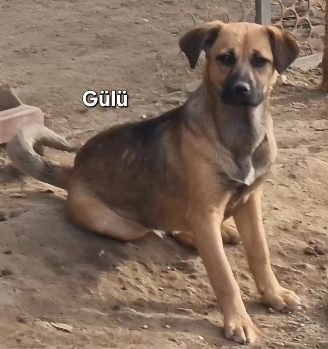 Gülü