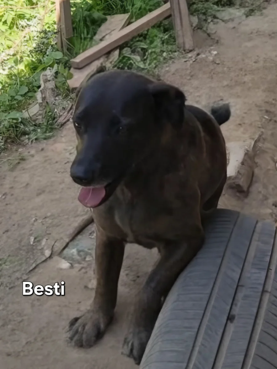 Besti