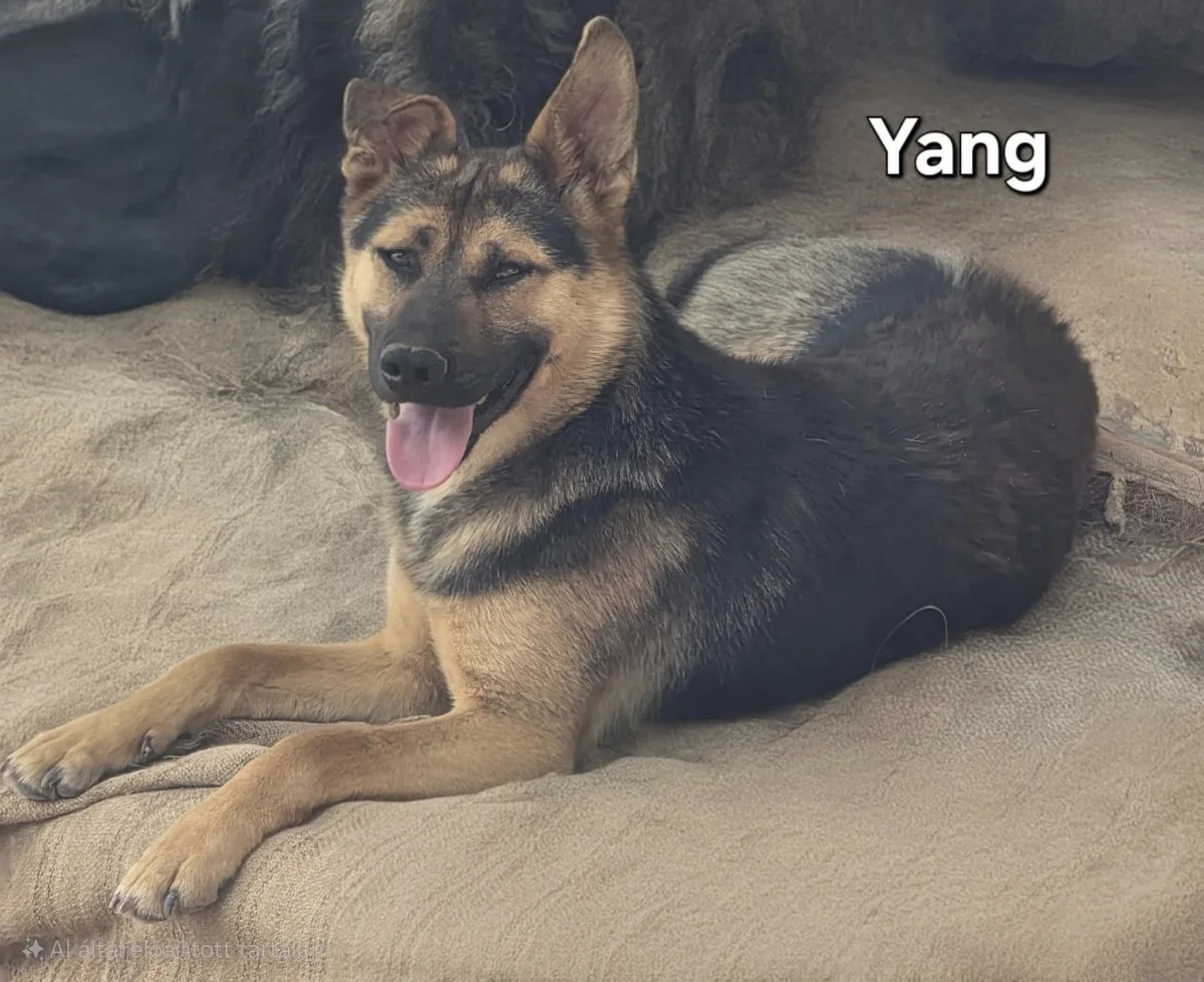 Yang