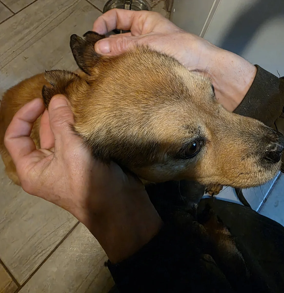 Romi első éjszakája végre nyugalomban telt 🐶❤️