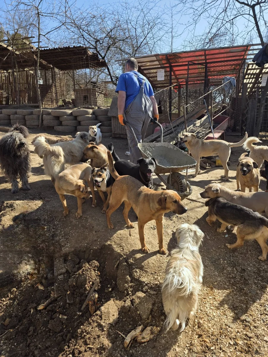 🐾 Nálunk még a betonozás sem egyszerű feladat… amikor több mint száz kíváncsi kutyus figyeli minden mozdulatunkat. 😄🐶