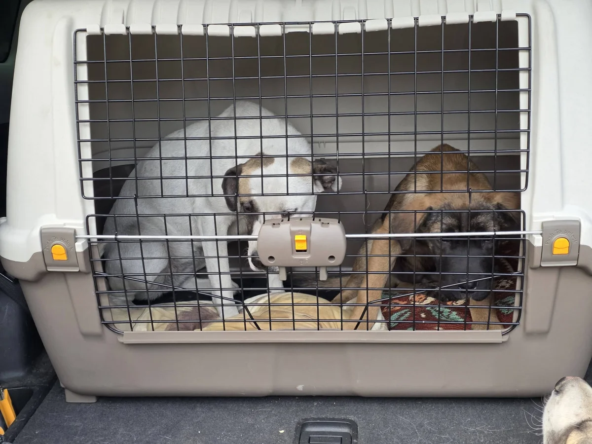 🐾⚠️ AMIKOR NINCS KÉRDÉS… MENNI KELL ⚠️🐾