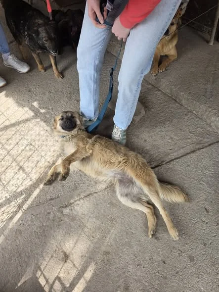 🐾❤️ SOFI HAZATALÁLT ❤️🐾